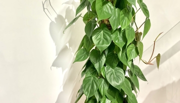 pothos.jpg